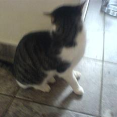 Huskat mikkel 