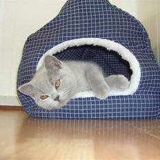 British Shorthair Anton