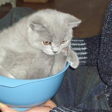 British Shorthair Anton