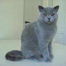 British Shorthair Anton