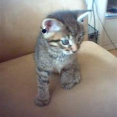 Blanding af racer lucifor