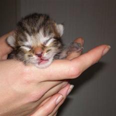 Blanding af racer lucifor