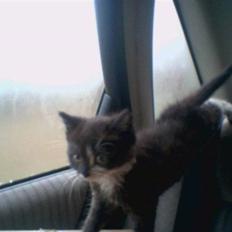 Blanding af racer Bøhh