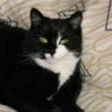 Blanding af racer Bøhh