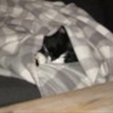 Blanding af racer Bøhh