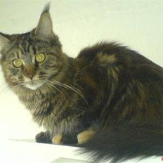 Maine Coon Freja