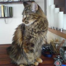 Maine Coon Freja
