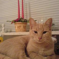 Blanding af racer Misse