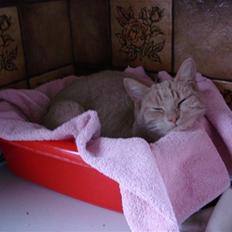 Blanding af racer Misse