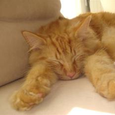 Norsk Skovkat Bailey