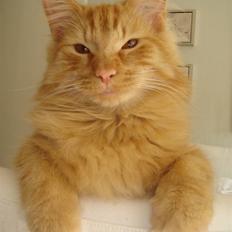 Norsk Skovkat Bailey