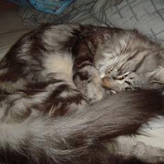 Norsk Skovkat Whiskey