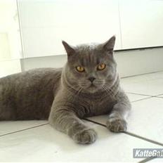 British Shorthair Alberto