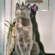 British Shorthair Molly