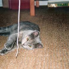British Shorthair Molly