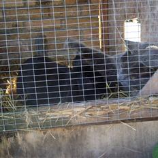 British Shorthair Molly