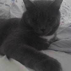 Blanding af racer Jobbe