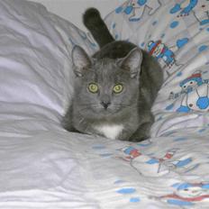 Blanding af racer Jobbe