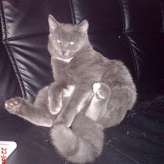 Blanding af racer Jobbe