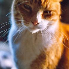 Blanding af racer Stoffer