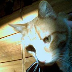 Blanding af racer Stoffer