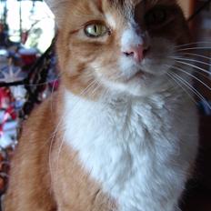 Blanding af racer Stoffer