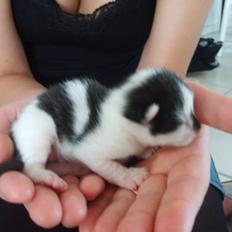 Blanding af racer Toulouse *RIP*