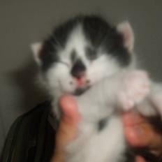 Blanding af racer Toulouse *RIP*