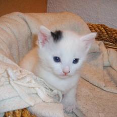 Blanding af racer Chanel