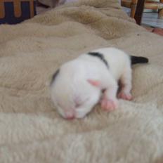 Blanding af racer Chanel