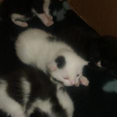 Blanding af racer Chanel