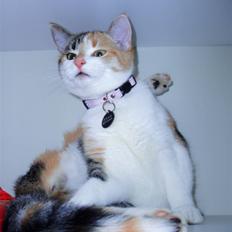 Huskat Amili (Mille)