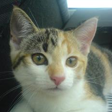 Huskat Amili (Mille)