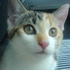 Huskat Amili (Mille)