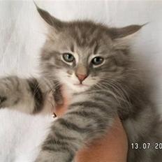 Norsk Skovkat Johnny