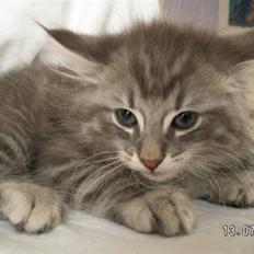 Norsk Skovkat Johnny