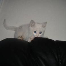 Blanding af racer Pelle *død*