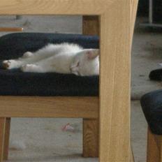 Blanding af racer Pelle *død*