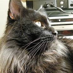 Maine Coon Johnson