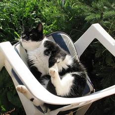 Huskat Elvis R.I.P 