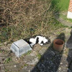 Huskat Elvis R.I.P 