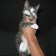 Blanding af racer Amidamaro