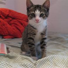 Blanding af racer Amidamaro