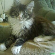 Maine Coon Ludvig