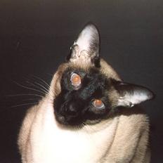 Siameser Arnold (Død d. 19/11-07)