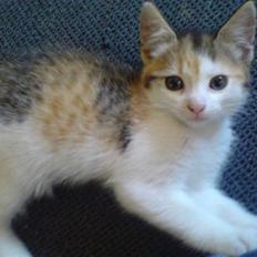 Huskat Lille Mille solgt