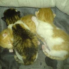 Huskat Lille Mille solgt