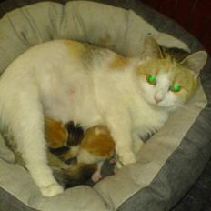 Huskat Lille Mille solgt