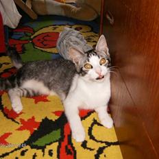 Blanding af racer Tjalfe <3