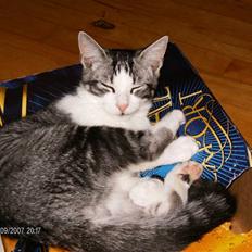 Blanding af racer Tjalfe <3